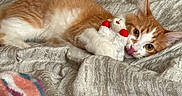 Coco joined the competition — help win amazing prizes! bed, blanket, cat, comfort, cozy, cute, domestic_animal, feline, indoor, lying_down, orange_cat, pet, playing, plush_toy, resting, soft_toy, texture, tongue_out, warm_colors, white_cat