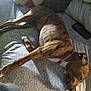 Freya is registered to the contest to win money with this photo: dog, sleeping_dog, brindle, bed, bedding, pillow, stuffed_toy, phone, collar, indoor, pet, nap, fur, legs, patterned_sheet, sunlight, shadow, cozy, resting, sideways_pose