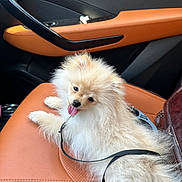 Snow a rejoint le concours — aidez-le/la à gagner de superbes lots ! animal, car_interior, car_seat, companion, cute, dog, domestic_animal, fluffy, fur, indoors, leash, pet, pomeranian, puppy, relaxed, sitting, small_dog, tan_leather, tongue_out, transportation