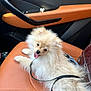 animal, car_interior, car_seat, companion, cute, dog, domestic_animal, fluffy, fur, indoors, leash, pet, pomeranian, puppy, relaxed, sitting, small_dog, tan_leather, tongue_out, transportation
