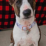 Lulu is registered to the contest to win money with this photo: dog, pet, animal, canine, collar, ears, sitting, concrete, red_black_checkered, background, fur, white, brown, paw, nose, indoor, portrait, cute, alert, companion