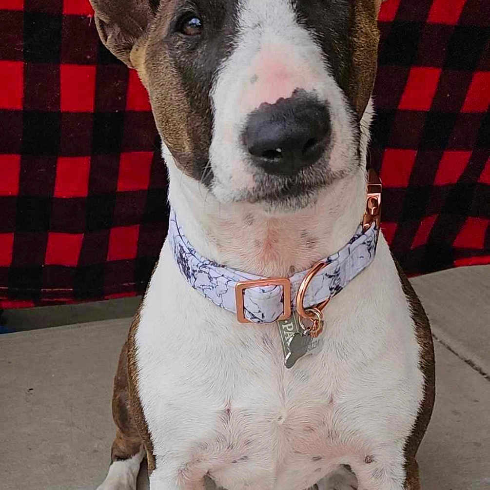 Lulu is registered to the contest to win money with this photo: alert, animal, background, brown, canine, collar, companion, concrete, cute, dog, ears, fur, indoor, nose, paw, pet, portrait, red_black_checkered, sitting, white