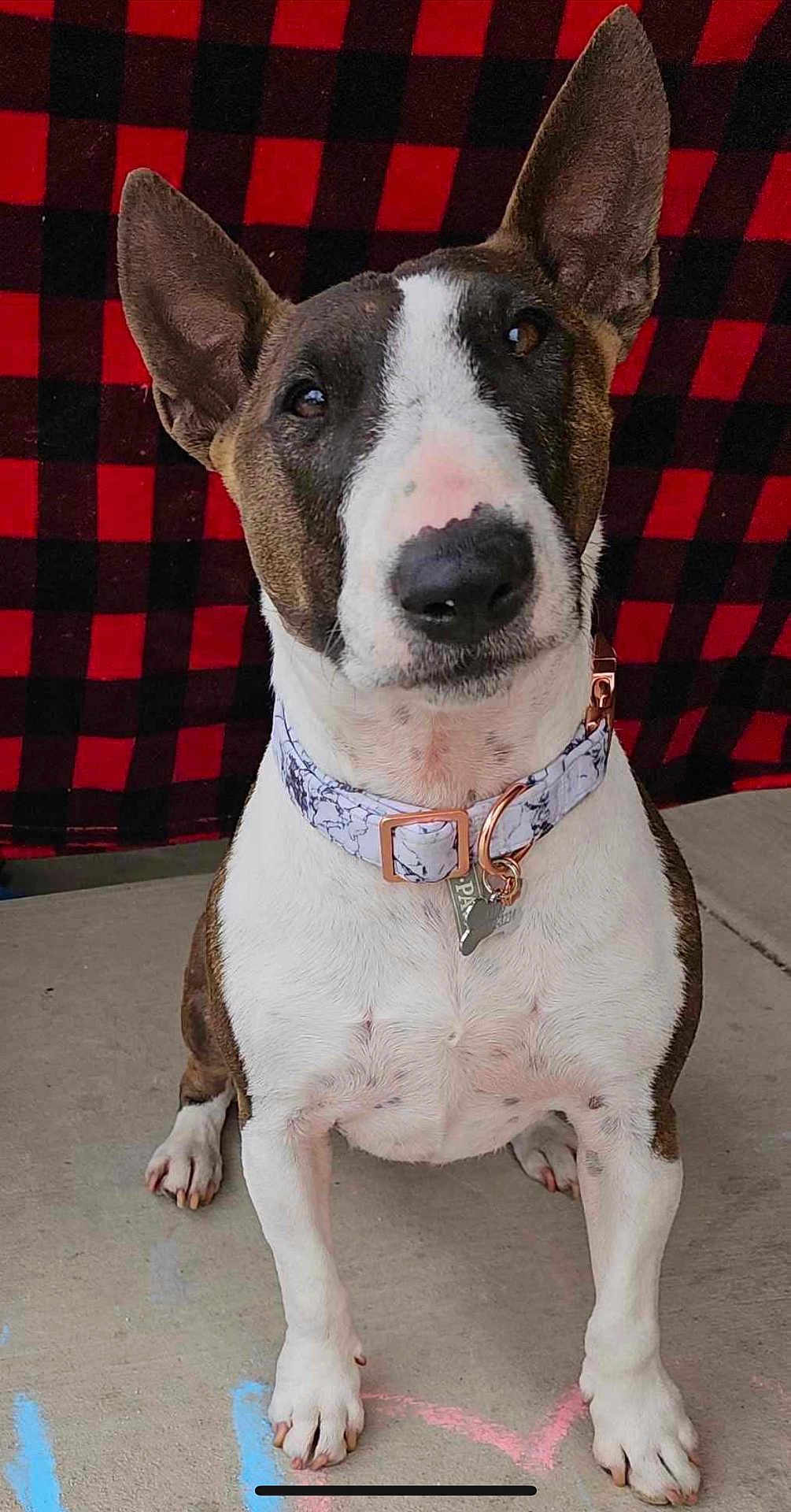Lulu is registered to the contest to win money with this photo: dog, pet, animal, canine, collar, ears, sitting, concrete, red_black_checkered, background, fur, white, brown, paw, nose, indoor, portrait, cute, alert, companion
