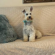 Barklee joined the competition — help win amazing prizes! animal, blue_cushion, bow_tie, calm, canine, comfortable, couch, decor, dog, fluffy, furniture, indoor, living_room, mirror, pet, portrait, quiet, quilted_couch, sitting, white_dog