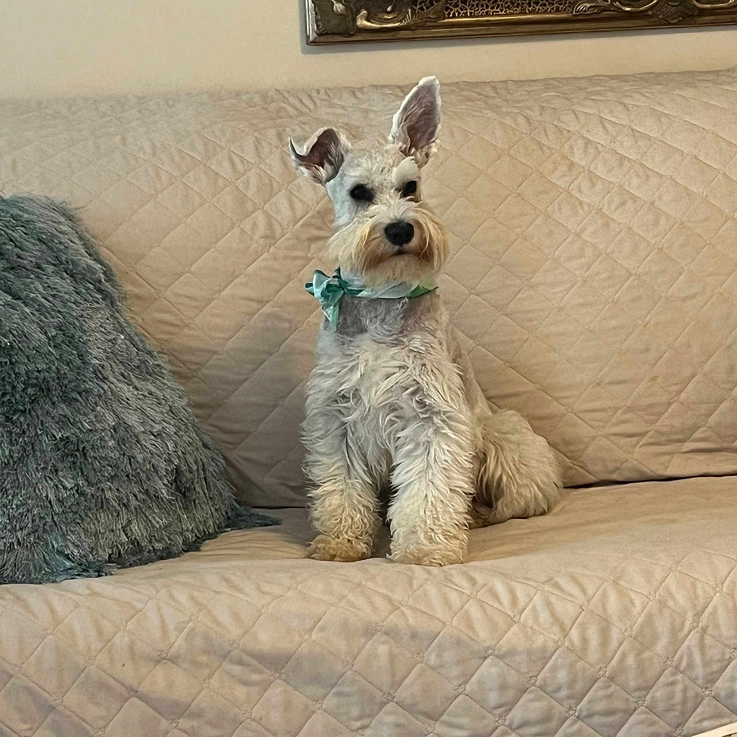 Barklee joined the competition — help win amazing prizes! animal, blue_cushion, bow_tie, calm, canine, comfortable, couch, decor, dog, fluffy, furniture, indoor, living_room, mirror, pet, portrait, quiet, quilted_couch, sitting, white_dog