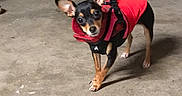 Trixie is registered to the contest to win money with this photo: dog, small_dog, red_harness, leash, concrete_floor, indoor, pet, curious, ears_up, tail_wagging, black_and_tan, animal, canine, standing, looking_at_camera, dim_lighting, garage, basement, cute, companion