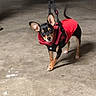 dog, small_dog, red_harness, leash, concrete_floor, indoor, pet, curious, ears_up, tail_wagging, black_and_tan, animal, canine, standing, looking_at_camera, dim_lighting, garage, basement, cute, companion