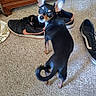 dog, small_dog, black_dog, tan_markings, carpet, shoes, sneakers, wooden_dresser, pet, indoor, curious, looking_back, ears, tail, floor, domestic, animal, cute, companion, household