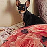Trixie joined the competition — help win amazing prizes! dog, small_dog, black_dog, tan_markings, large_ears, bed, blanket, floral_pattern, pink_rose, butterfly, cushion, wall, shadow, indoor, pet, cute, alert, cozy, resting, texture