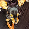 Trixie joined the competition — help win amazing prizes! dog, small_dog, black_dog, brown_markings, large_ears, crossed_paws, pet, animal, indoor, striped_fabric, bed, resting, cute, canine, fur, closeup, looking_down, domestic_animal, companion, quiet