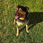 Blaze joined the competition — help win amazing prizes! dog, canine, pet, grass, outdoor, sunny, tongue_out, sitting, happy, portrait, shadow, fur, black_and_tan, muzzle, paws, ears, teeth, nature, lawn, day