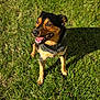 dog, canine, pet, grass, outdoor, sunny, tongue_out, sitting, happy, portrait, shadow, fur, black_and_tan, muzzle, paws, ears, teeth, nature, lawn, day