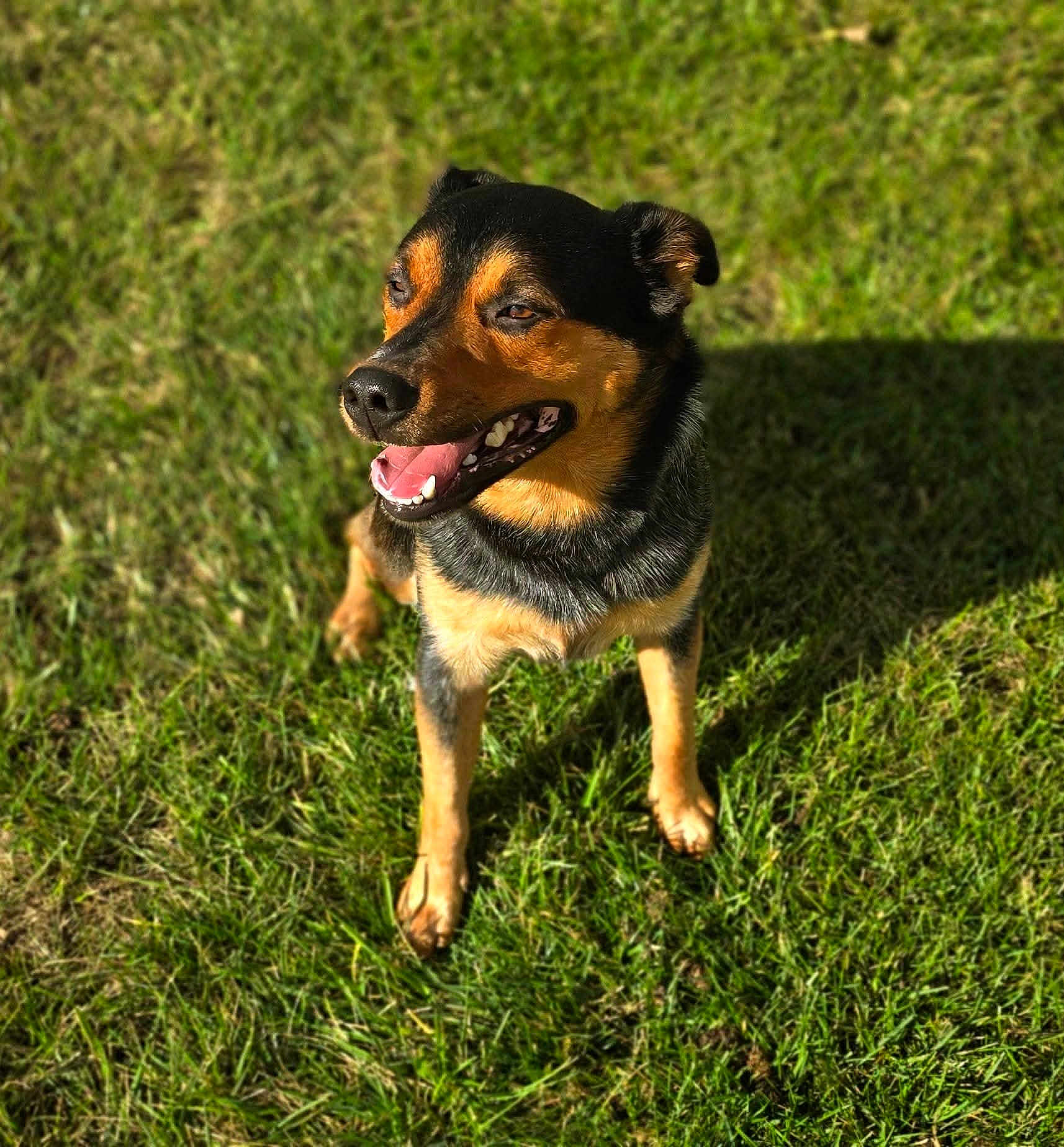 Blaze joined the competition — help win amazing prizes! dog, canine, pet, grass, outdoor, sunny, tongue_out, sitting, happy, portrait, shadow, fur, black_and_tan, muzzle, paws, ears, teeth, nature, lawn, day