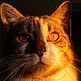 animal, cat, close_up, cute, detailed, domestic_animal, ears, face, feline, focused, fur, indoor, majestic, orange_eyes, pet, portrait, shadow, sunlight, warm_light, whiskers