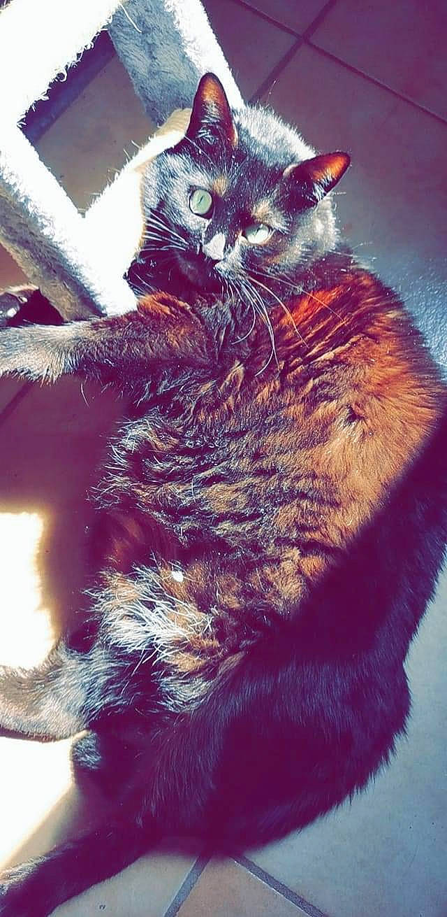 Pypper participe au concours pour gagner de l'argent avec cette photo : black_cat, carnivore, cat, claw, domestic_short_haired_cat, electric_blue, fawn, felidae, fur, gesture, organism, paw, photo_caption, plant, small_to_medium_sized_cats, snout, tail, tree, whiskers, window