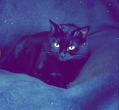 Pypper a rejoint le concours — aidez-le/la à gagner de superbes lots ! azure, black_cat, carnivore, cat, cat_supply, comfort, domestic_short_haired_cat, electric_blue, eye, felidae, fur, head, iris, purple, small_to_medium_sized_cats, snout, tail, tints_and_shades, whiskers, window