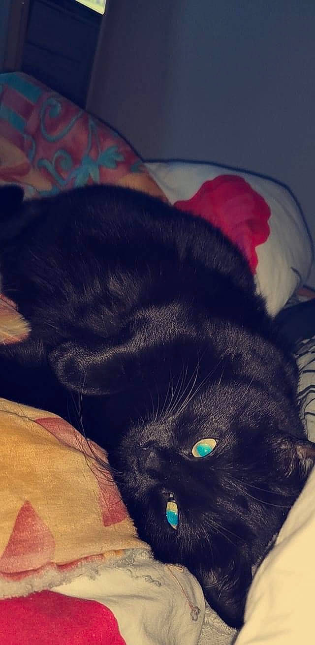 Pypper participe au concours pour gagner de l'argent avec cette photo : black_cat, canidae, carnivore, cat, claw, cloud, comfort, dog_breed, domestic_short_haired_cat, ear, electric_blue, felidae, fur, plant, sleeve, small_to_medium_sized_cats, snout, sporting_group, tail, whiskers