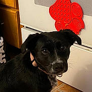 River is registered to the contest to win money with this photo: dog, black_dog, pet, collar, kitchen, appliance, magnet, red_magnet, paw_shaped, flooring, tile_floor, curious, indoor, animal, looking, close_up, fur, ears, face, domestic