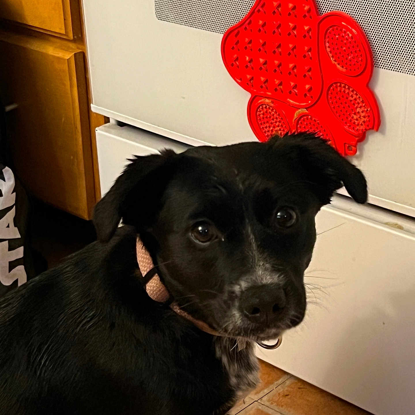 River is registered to the contest to win money with this photo: dog, black_dog, pet, collar, kitchen, appliance, magnet, red_magnet, paw_shaped, flooring, tile_floor, curious, indoor, animal, looking, close_up, fur, ears, face, domestic