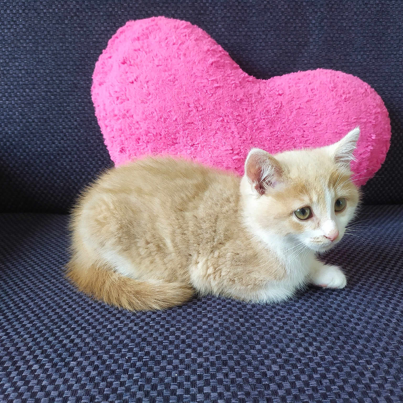Miffy