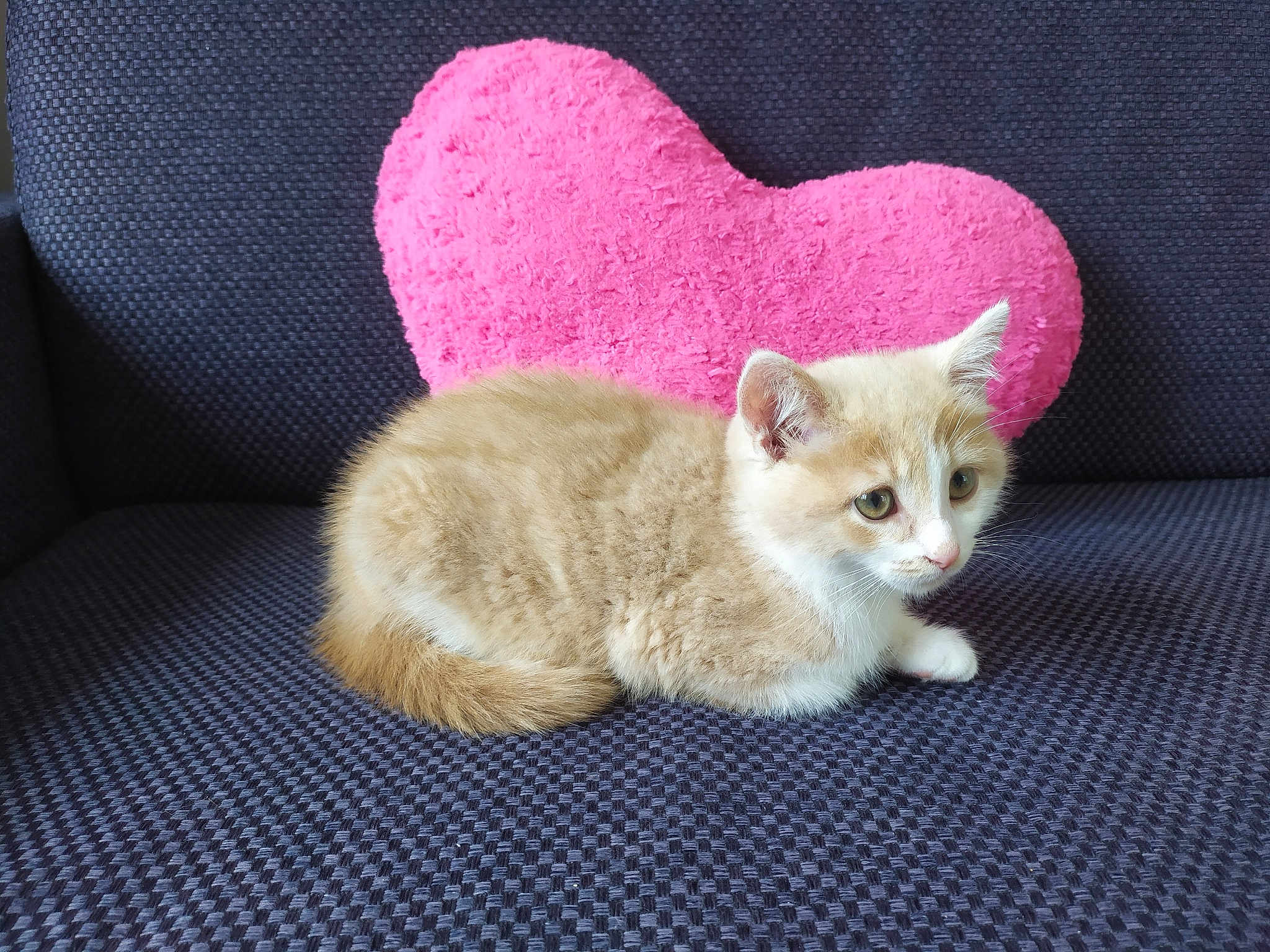 Miffy