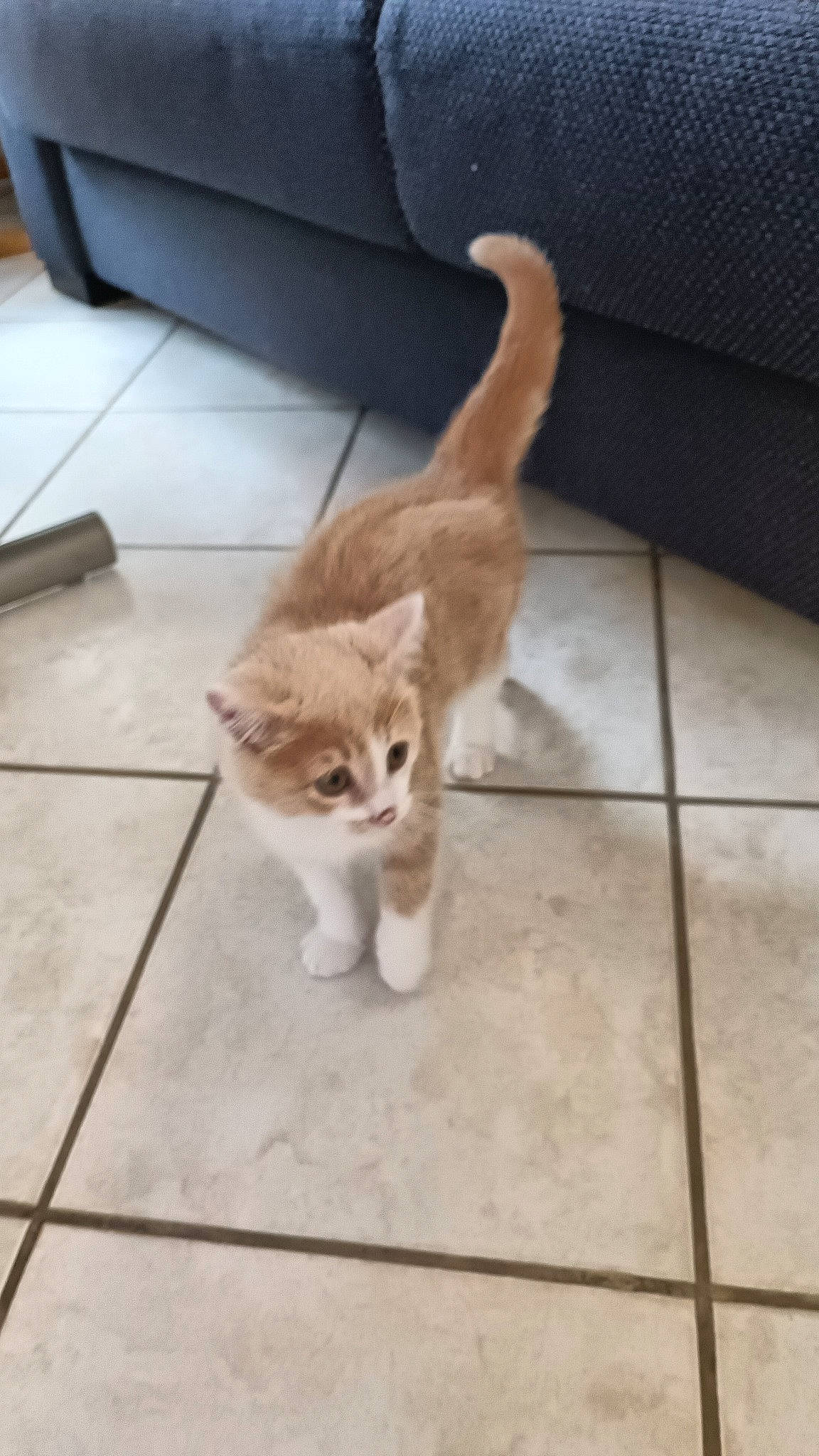 Miffy a rejoint le concours — aidez-le/la à gagner de superbes lots ! canidae, carnivore, cat, claw, companion_dog, domestic_short_haired_cat, fawn, felidae, floor, flooring, fur, hardwood, paw, small_to_medium_sized_cats, snout, tail, terrestrial_animal, tile_flooring, whiskers, wood