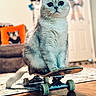 animal, cat, closeup, couch, cozy, curious, cute, domestic_cat, feline, floor, furniture, indoor, living_room, pet, pillow, playful, sitting, skateboard, white_cat, wood_floor