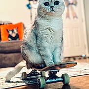 Gus joined the competition — help win amazing prizes! animal, blurry_background, cat, closeup, couch, curious, cute, domestic_cat, floor, furniture, furry, indoor, living_room, pet, pillow, ribbons, sitting, skateboard, white_cat, wood_floor