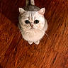 Gus is registered to the contest to win money with this photo: adorable, animal, cat, close_up, cute, domestic_cat, feline, floor, fluffy, fur, indoor, looking_up, pet, portrait, sitting, small_paws, whiskers, white_cat, wide_eyes, wooden_floor