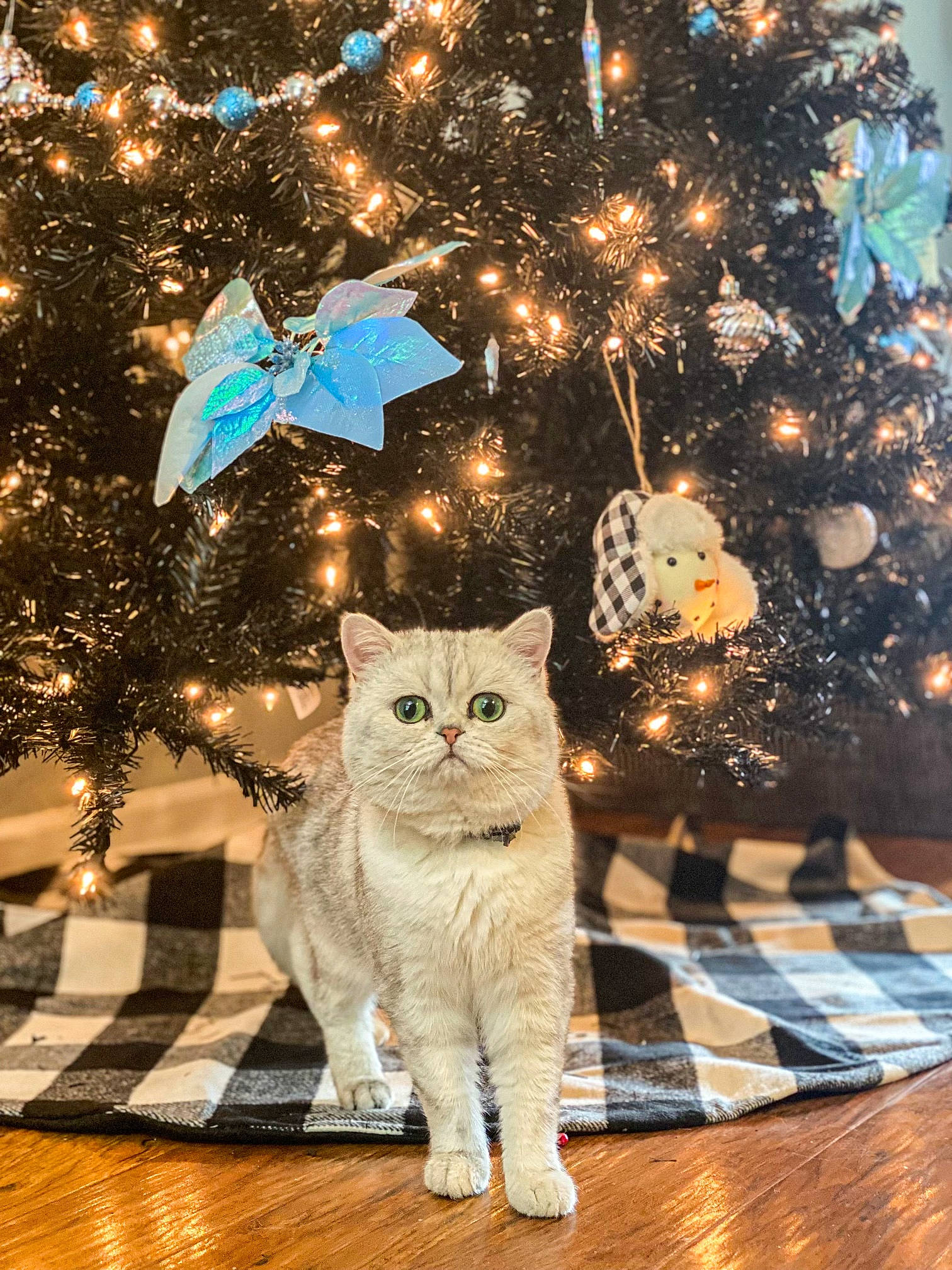 Gus
