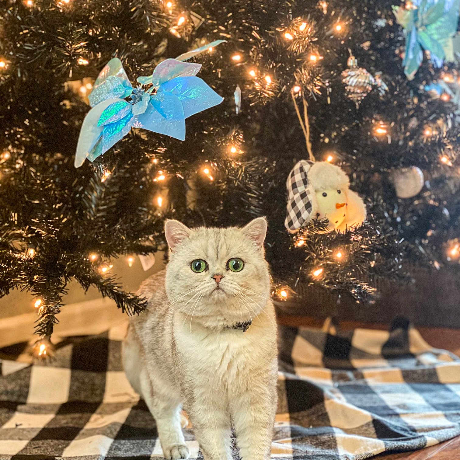 Gus