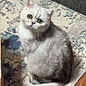 Gus is registered to the contest to win money with this photo: animal, cat, couch, cozy, curious, cute, floor, fluffy, furniture, gray_cat, green_eyes, home, indoor, looking_up, pet, rug, sitting, tail, whiskers, white_cat