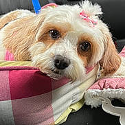Cali Girl is registered to the contest to win money with this photo: animal, blanket, bow, checkered_pattern, closeup, cozy, cushion, cute, dog, ears, face, fluffy, fur, indoors, leash, pet, pink, resting, sleepy, soft