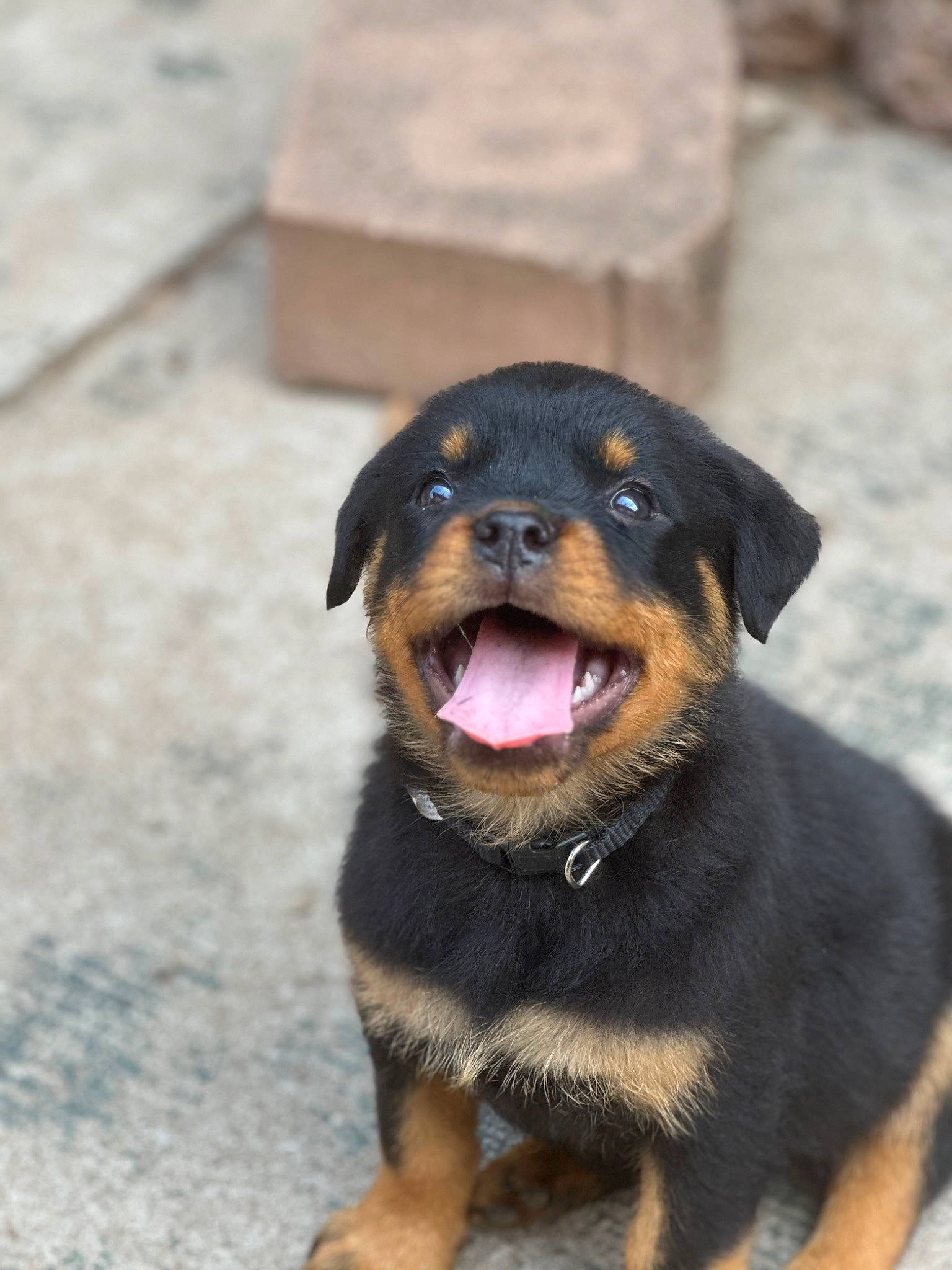 Bonnie joined the competition — help win amazing prizes! canidae, carnivore, companion_dog, dog, dog_breed, fur, guard_dog, paw, rottweiler, snout, sporting_group, terrestrial_animal, whiskers, window, working_animal, working_dog