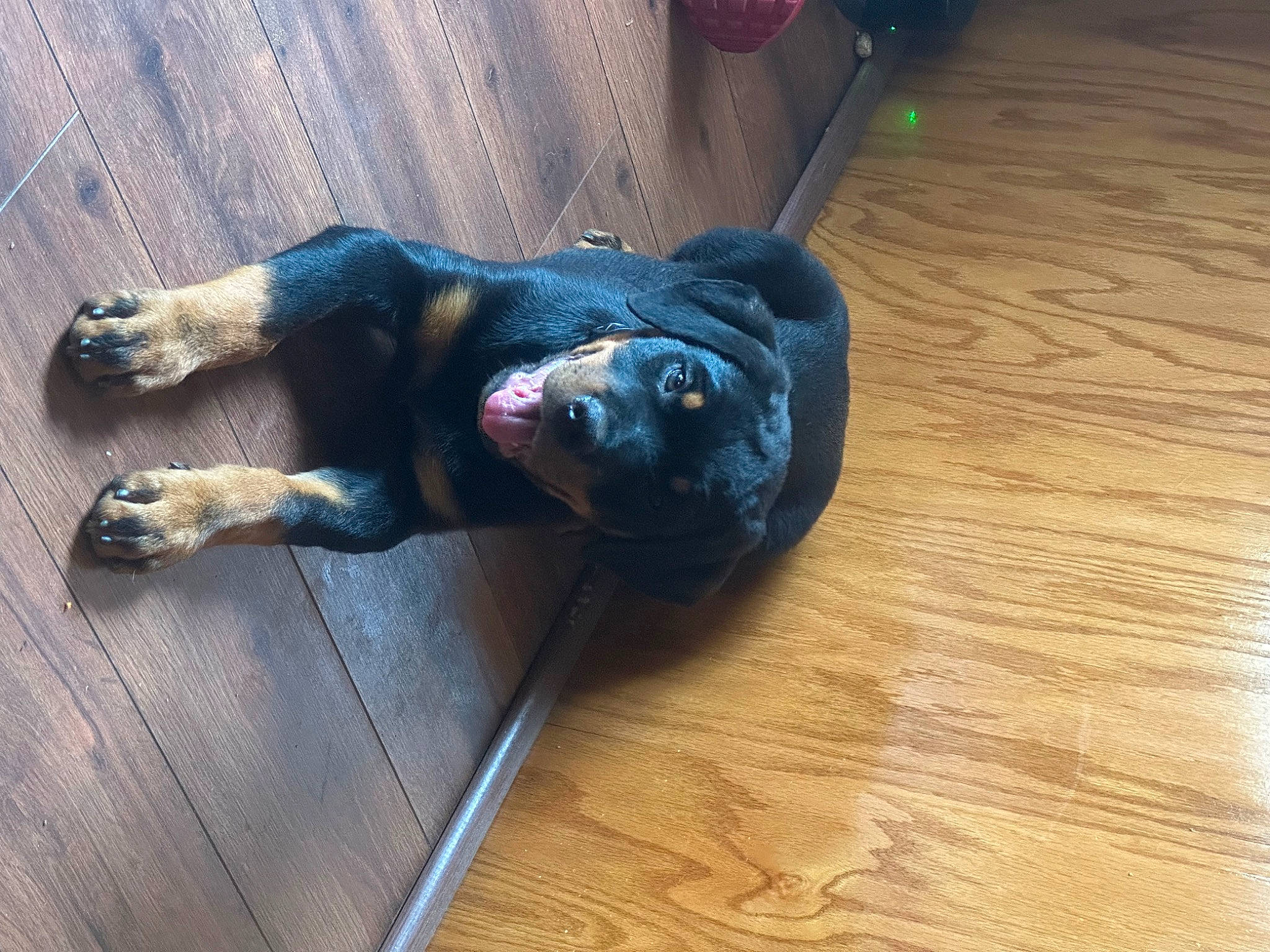 Klyde is registered to the contest to win money with this photo: canidae, carnivore, comfort, companion_dog, dog, dog_breed, electric_blue, fawn, felidae, floor, flooring, hardwood, laminate_flooring, snout, tail, varnish, wood, wood_flooring, wood_stain, working_animal