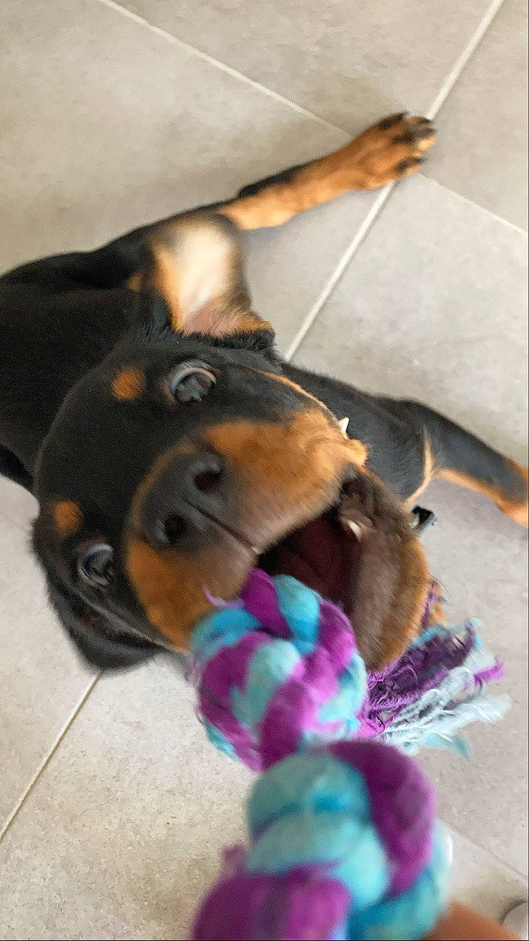 Shelby participe au concours pour gagner de l'argent avec cette photo : canidae, carnivore, collar, companion_dog, dog, dog_breed, dog_supply, fashion_accessory, fawn, fur, leash, liver, paw, pet_supply, smile, snout, sporting_group, toy, toy_dog, working_animal