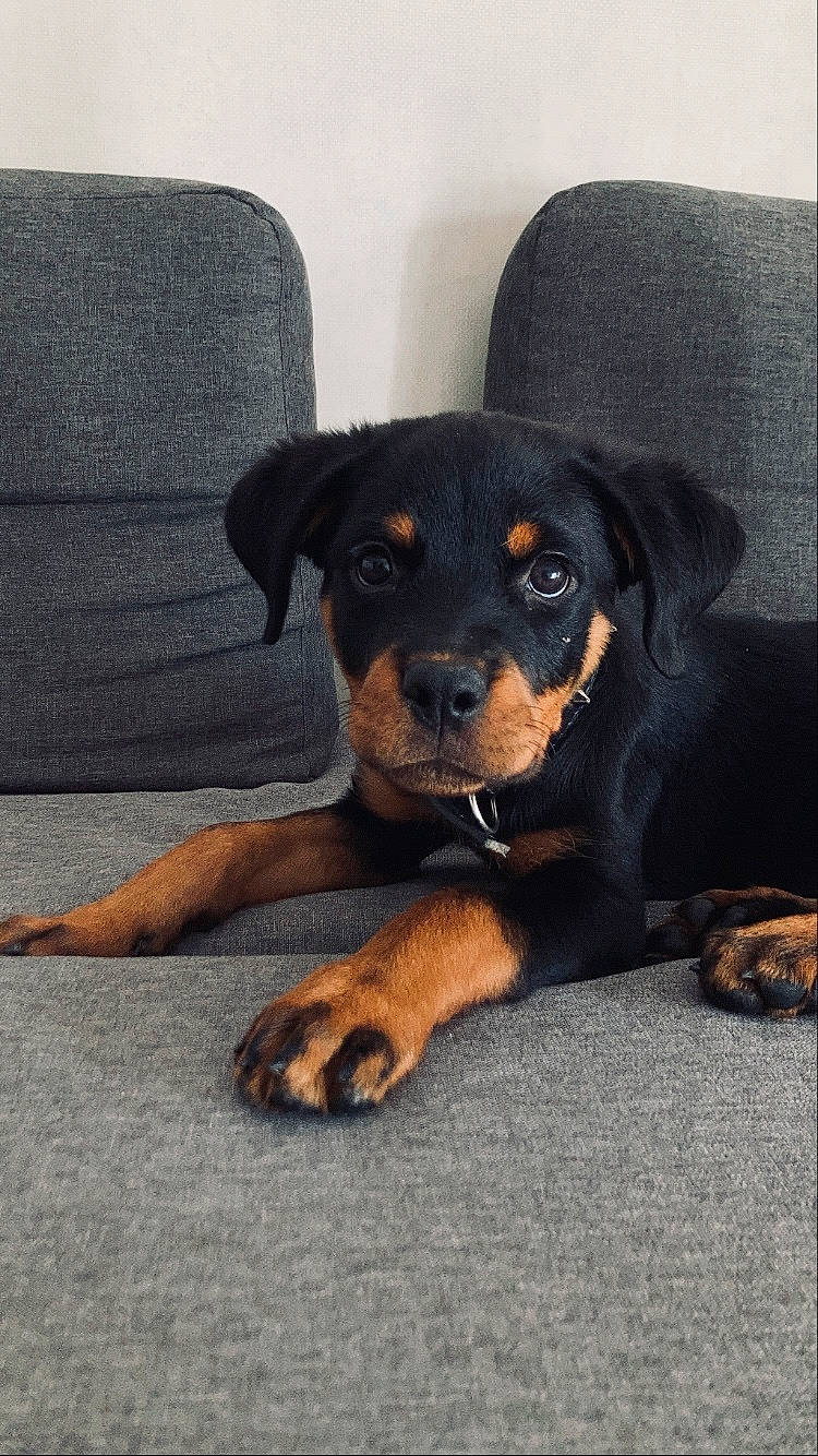 Shelby participe au concours pour gagner de l'argent avec cette photo : austrian_black_and_tan_hound, canidae, carnivore, comfort, companion_dog, dog, dog_breed, fur, grey, guard_dog, hunting_dog, paw, puppy, rottweiler, sporting_group, terrestrial_animal, working_animal, working_dog