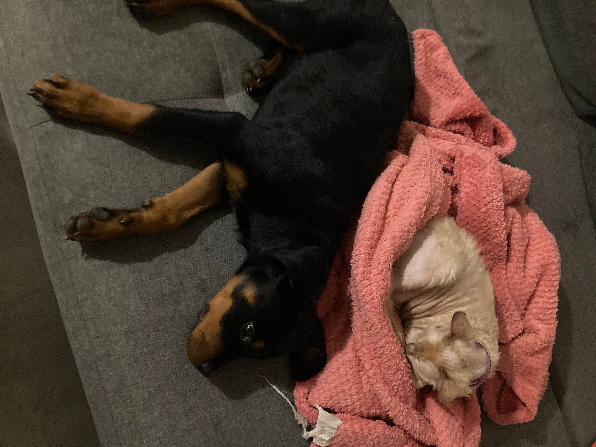 Elsa La Lionne participe au concours pour gagner de l'argent avec cette photo : canidae, carnivore, comfort, companion_dog, dog, dog_breed, fawn, flooring, foot, fur, human_leg, linens, liver, paw, snout, sporting_group, tail, toy_dog, wool, working_animal