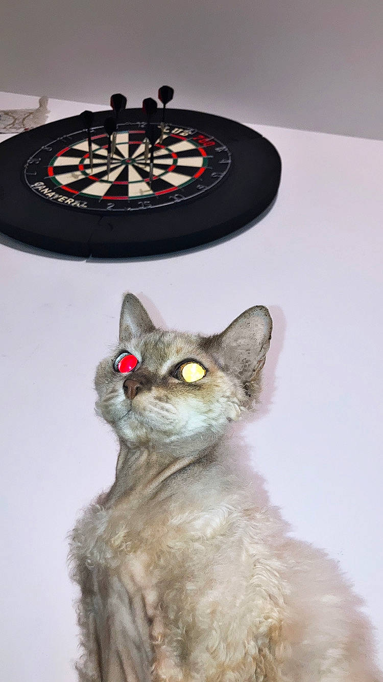 Elsa La Lionne a rejoint le concours — aidez-le/la à gagner de superbes lots ! auto_part, automotive_tire, automotive_wheel_system, carnivore, cat, circle, domestic_short_haired_cat, fashion_accessory, felidae, font, fur, home_accessories, logo, metal, rim, small_to_medium_sized_cats, snout, spoke, terrestrial_animal, whiskers