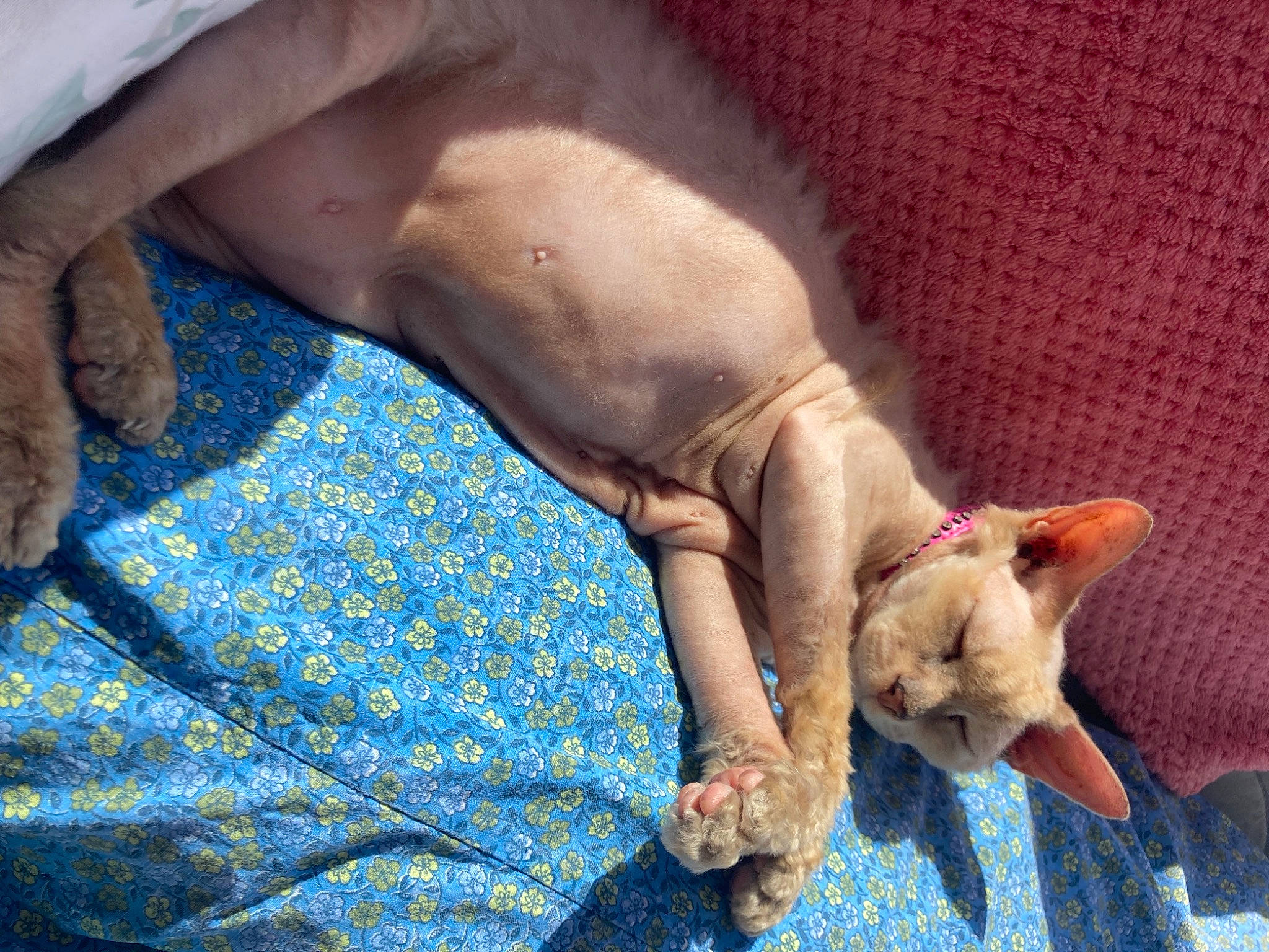 Elsa La Lionne participe au concours pour gagner de l'argent avec cette photo : canidae, carnivore, cat, comfort, companion_dog, dog_breed, domestic_short_haired_cat, electric_blue, fawn, felidae, gesture, human_leg, linens, paw, small_to_medium_sized_cats, snout, sporting_group, tail, whiskers, working_animal