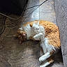 cat, orange_and_white, feline, lying_down, belly_up, relaxed, indoor, floor, tile, couch, furniture, cables, portrait, pet, animal, fur, paws, whiskers, eyes, home