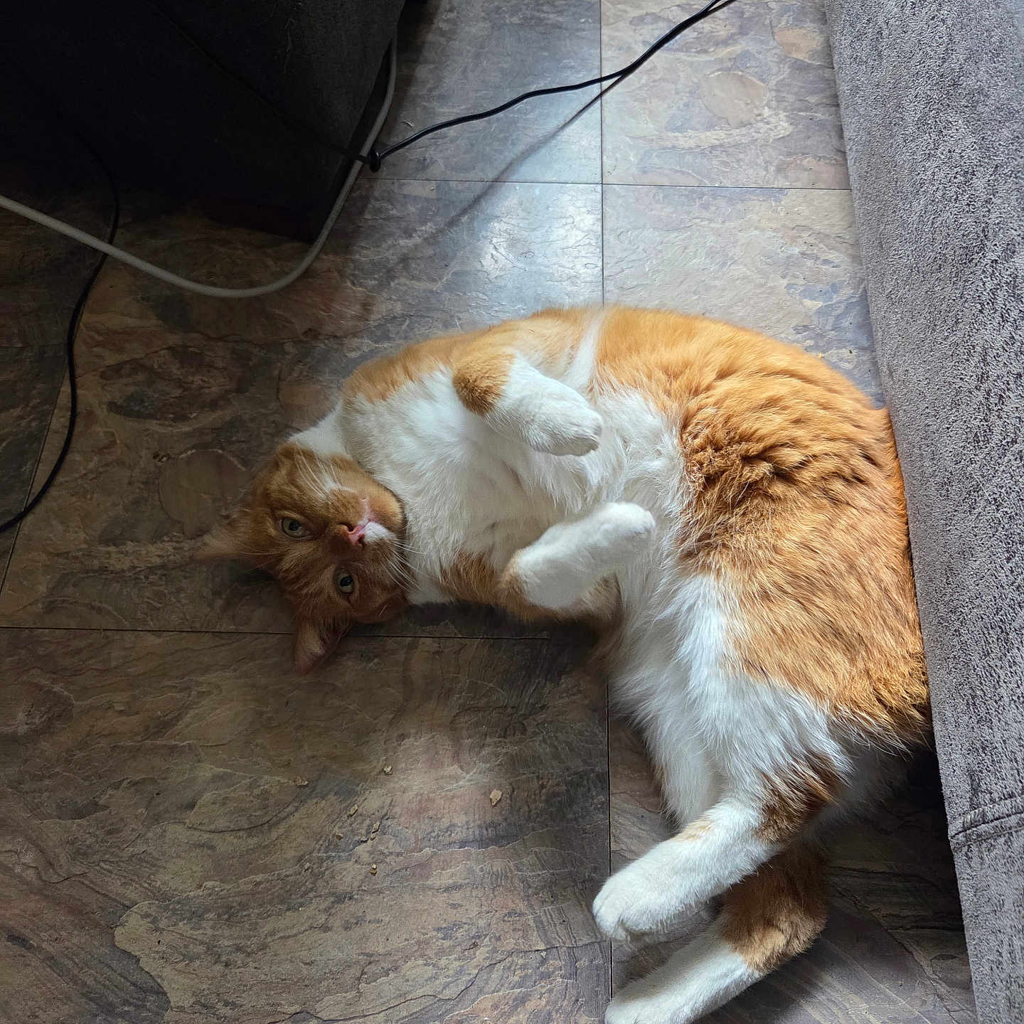Boots joined the competition — help win amazing prizes! cat, orange_and_white, feline, lying_down, belly_up, relaxed, indoor, floor, tile, couch, furniture, cables, portrait, pet, animal, fur, paws, whiskers, eyes, home