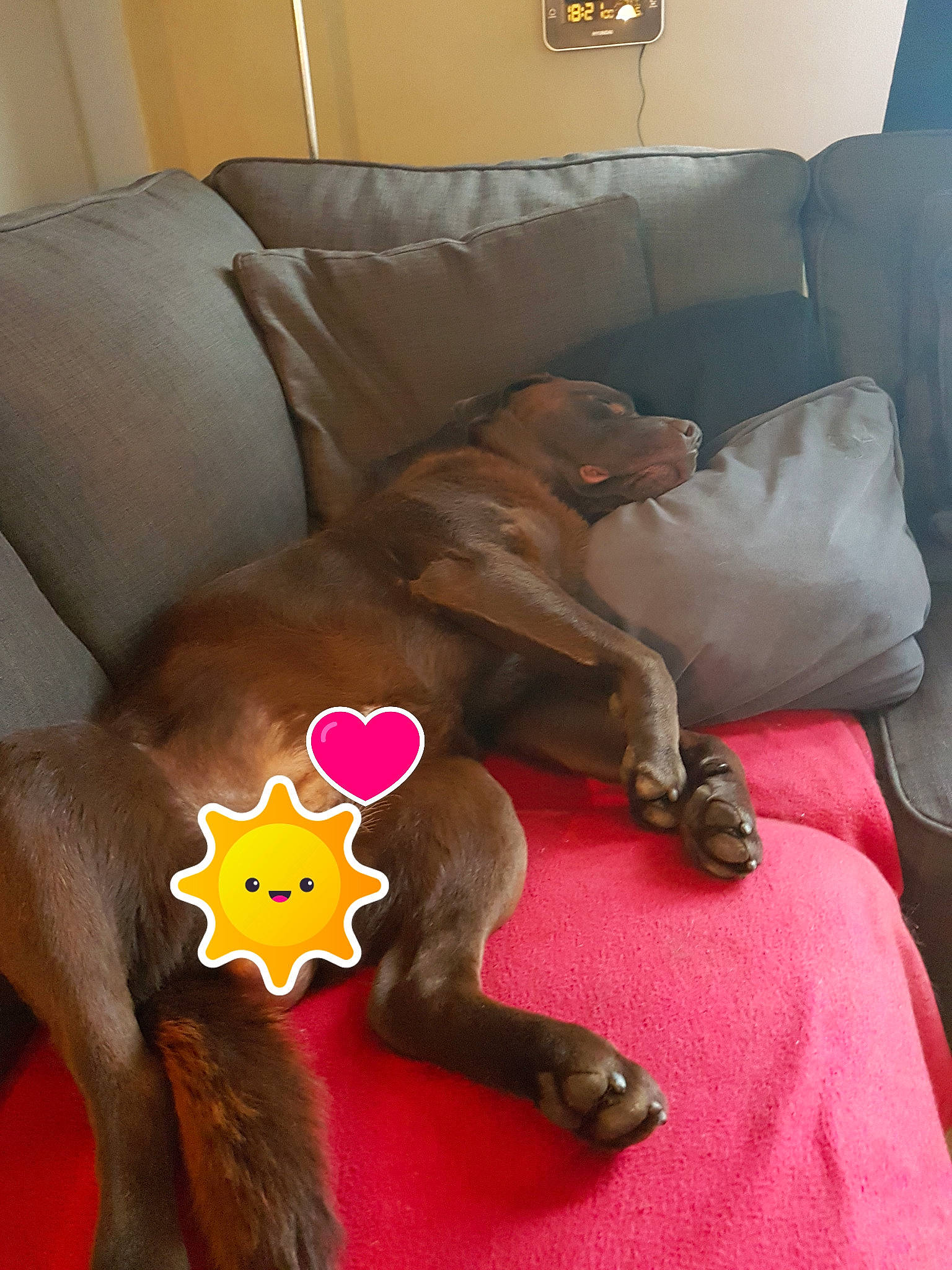 Budy a rejoint le concours — aidez-le/la à gagner de superbes lots ! canidae, carnivore, companion_dog, dog, dog_breed, fawn, sporting_group, vizsla