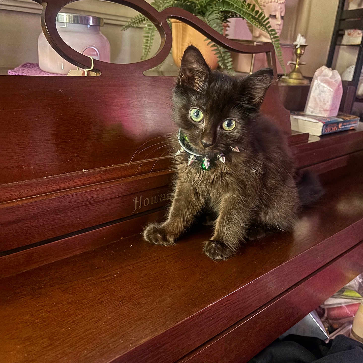 Charlie joined the competition — help win amazing prizes! animal, black_cat, book, cat, cozy, curious, cute, decor, fern, furniture, green_eyes, home, indoor, kitten, pet, piano, plant, small, spiked_collar, wooden_surface