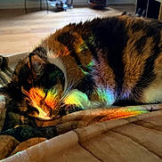 Peggy is registered to the contest to win money with this photo: bed, blanket, calico_cat, cat, colorful_lighting, cozy, ears, fur, home, indoors, lying_down, paws, pet, rainbow_light, relaxed, sleeping, sunlight, whiskers, window, wood_floor