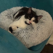 Simba joined the competition — help win amazing prizes! cat, black_and_white_cat, fluffy_cushion, teal_chair, indoor, pet, relaxed, cozy, fur, animal, cute, resting, looking, domestic_cat, feline, soft, comfortable, home, cute_pet, curious