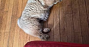 Ryu a rejoint le concours — aidez-le/la à gagner de superbes lots ! animal, bone_shaped_toy, companion, cozy, cute, dog, domestic, flooring, fur, home, indoor, lying_down, paw, pet, pet_toy, playful, red_couch, relaxing, toy, wooden_floor