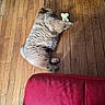 animal, bone_shaped_toy, companion, cozy, cute, dog, domestic, flooring, fur, home, indoor, lying_down, paw, pet, pet_toy, playful, red_couch, relaxing, toy, wooden_floor