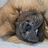 adorable, animal, brown, calm, close_up, cozy, cute, dog, floor, fluffy, fur, indoors, muzzle, nose, pet, relaxed, resting, sleeping, soft, tongue