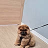 animal, calm, chow_chow, closed_door, cute, dog, flooring, fluffy, furry, harness, indoor, leash, light_wood, pet, puppy, sitting, small, wall, wooden_floor, young_dog